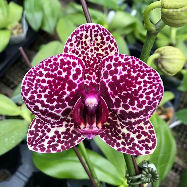 Phalaenopsis Lioulin Wild Cat