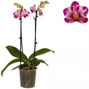 Phalaenopsis Little Gem Stripe “Cat King”