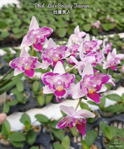 Phalaenopsis Liu's Beauty Taiwan
