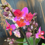 Carica l'immagine nel visualizzatore Galleria, Phalaenopsis Liu's Triprince 'Pink' (peloric - 2 eyes)