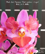 Carica l'immagine nel visualizzatore Galleria, Phalaenopsis Liu's Triprince 'Pink' (peloric - 2 eyes)