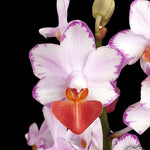 Carica l'immagine nel visualizzatore Galleria, Phalaenopsis Liu's Triprince 'Splash' SM/TOGA