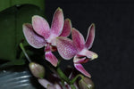 Load image into Gallery viewer, Phalaenopsis Liu's Yellow Star Dust (Caribbean Sunset x minus)