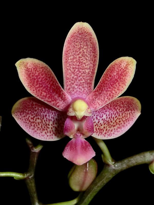 Phalaenopsis Liu's Yellow Star Dust (Caribbean Sunset x minus)