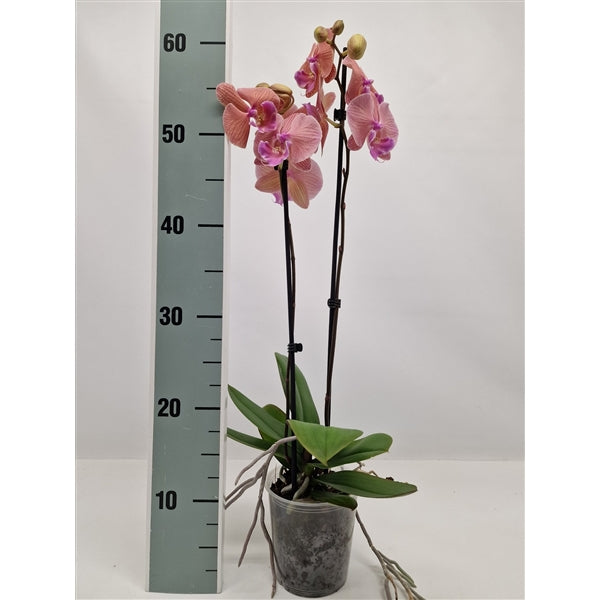 Phalaenopsis LongShu Easter Beauty