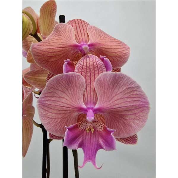 Phalaenopsis LongShu Easter Beauty
