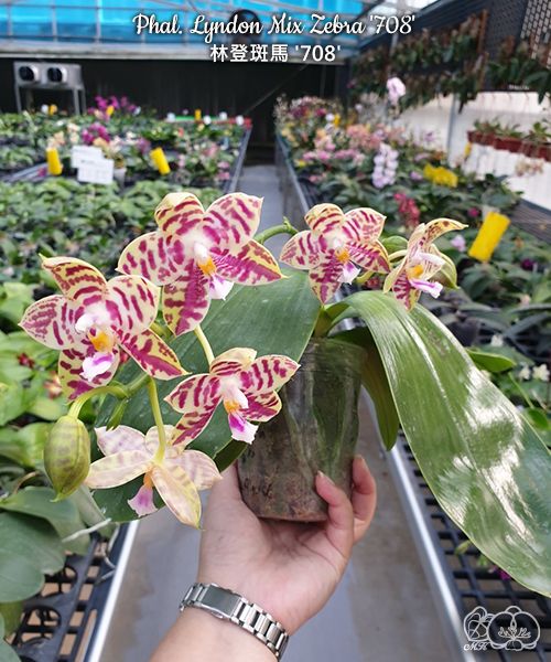 Phalaenopsis Lyndon Mix Zebra '708'
