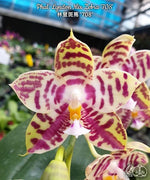 Carica l'immagine nel visualizzatore Galleria, Phalaenopsis Lyndon Mix Zebra '708'