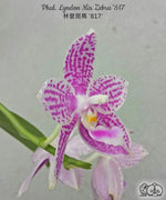 Carica l'immagine nel visualizzatore Galleria, Phalaenopsis Lyndon Mix Zebra '817'