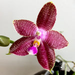 Carica l'immagine nel visualizzatore Galleria, Phalaenopsis Malibu Imp (Ludde-violacea x amboinensis)
