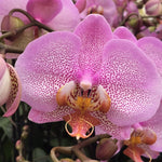 Carica l'immagine nel visualizzatore Galleria, Phalaenopsis Manhattan