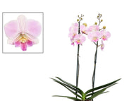 Phalaenopsis Manta Maldives