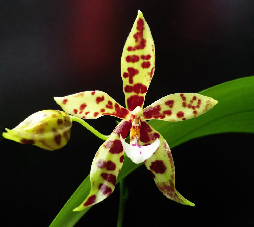 Phalaenopsis Micaels Pantheritz (Phal micholitzii × Phal pantherina)