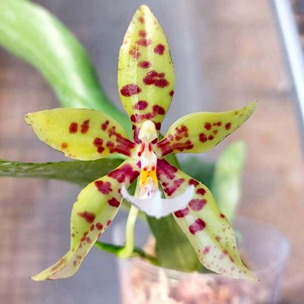 Phalaenopsis Micaels Pantheritz (Phal micholitzii × Phal pantherina)