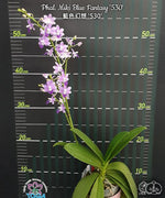 Carica l'immagine nel visualizzatore Galleria, Phalaenopsis Miki Blue Fantasy '530'