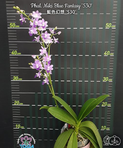 Phalaenopsis Miki Blue Fantasy '530'