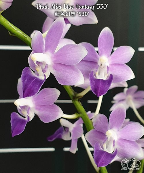 Phalaenopsis Miki Blue Fantasy '530'