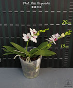 Carica l'immagine nel visualizzatore Galleria, Phalaenopsis Miki Micparishii (Taisuco Micky × parishii)