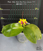 Carica l'immagine nel visualizzatore Galleria, Phalaenopsis Miki Mok Choi Bear Queen '775'