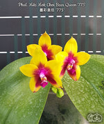 Carica l'immagine nel visualizzatore Galleria, Phalaenopsis Miki Mok Choi Bear Queen '775'