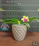 Carica l'immagine nel visualizzatore Galleria, Phalaenopsis Miki Mok Choi Bear Queen 'Feast'