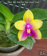 Carica l'immagine nel visualizzatore Galleria, Phalaenopsis Miki Mok Choi Bear Queen 'Feast'