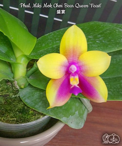 Phalaenopsis Miki Mok Choi Bear Queen 'Feast'