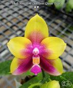 Carica l'immagine nel visualizzatore Galleria, Phalaenopsis Miki Mok Choi Bear Queen 'Feast'