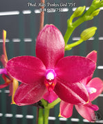 Load image into Gallery viewer, Phalaenopsis Miki Peoker Girl '751'
