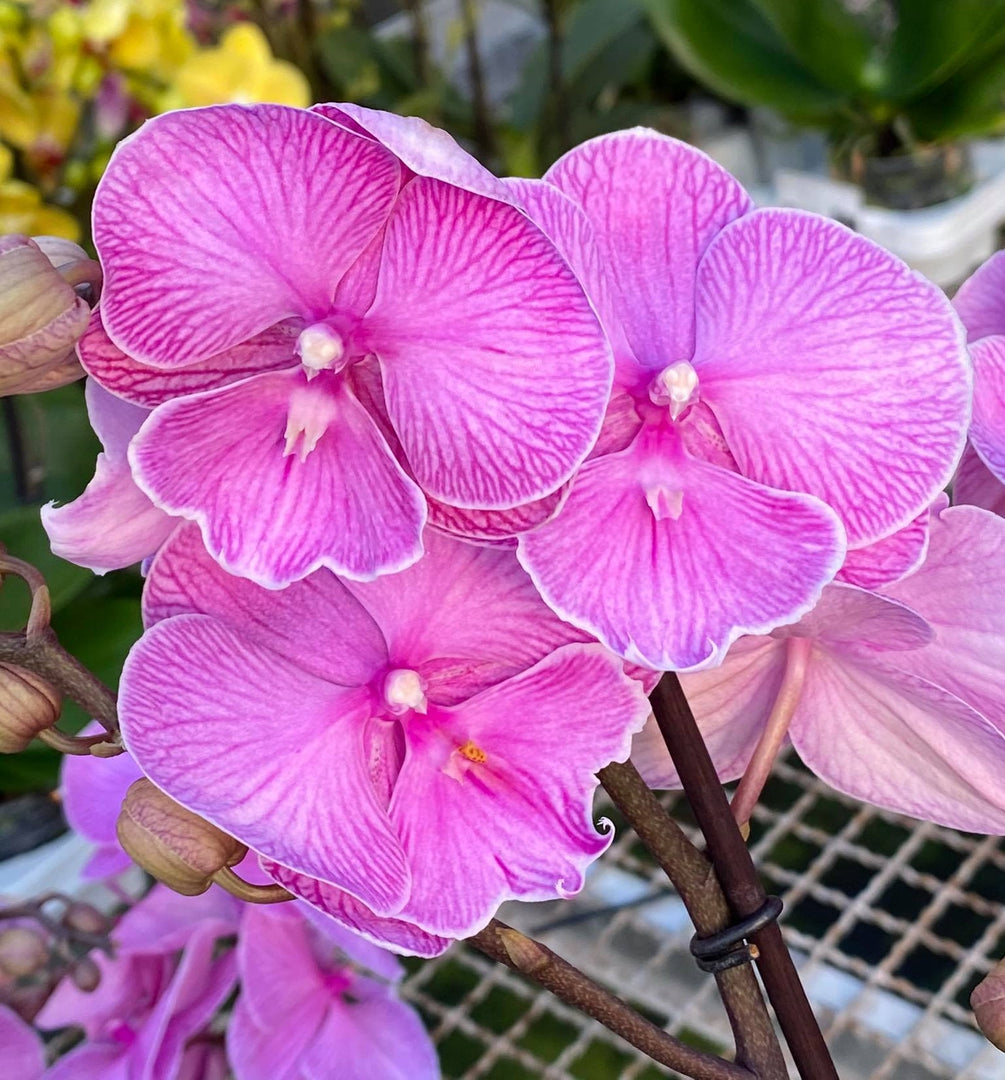 Phalaenopsis Miki Pink Planet - Big Lip
