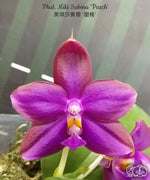 Carica l'immagine nel visualizzatore Galleria, Phalaenopsis Miki Sabina 'Peach'