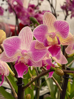 Load image into Gallery viewer, Phalaenopsis Miki Snow Cat