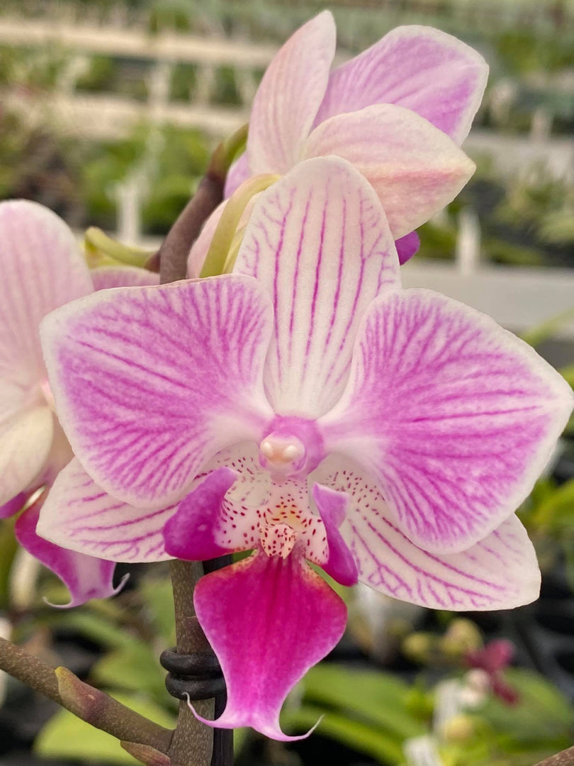 Phalaenopsis Miki Snow Cat