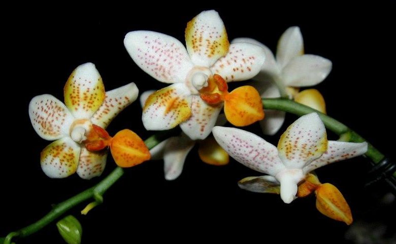 Phalaenopsis Mini Mark 'Sunsplash' JS/AOS