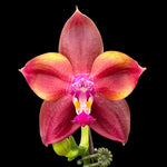 Carica l'immagine nel visualizzatore Galleria, Phalaenopsis Mituo Obsidian 'Three Headed Dog'