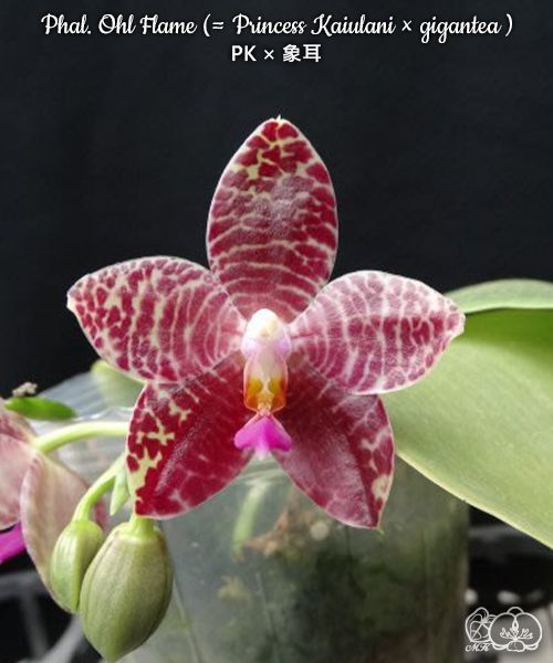Phalaenopsis Ohl Flame (Princess Kaiulani × gigantea)