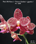 Carica l'immagine nel visualizzatore Galleria, Phalaenopsis Ohl Flame (Princess Kaiulani × gigantea)