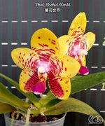Carica l'immagine nel visualizzatore Galleria, Phalaenopsis Orchid World