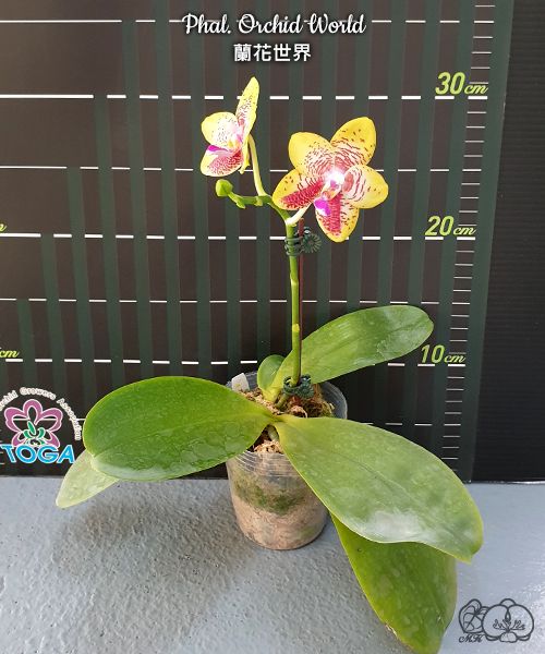 Phalaenopsis Orchid World