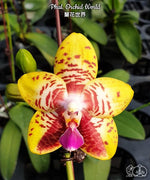 Carica l'immagine nel visualizzatore Galleria, Phalaenopsis Orchid World