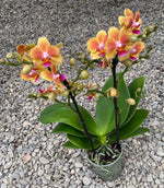 Carica l'immagine nel visualizzatore Galleria, Phalaenopsis Limpopo