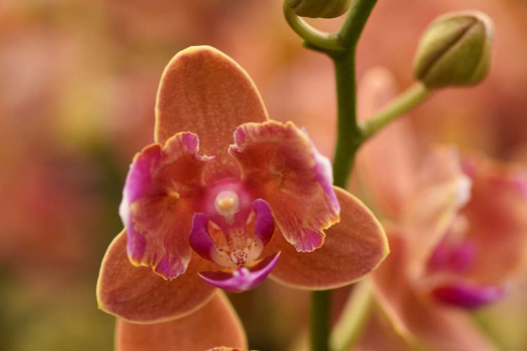 Phalaenopsis Paprika - Peloric 2 eyes