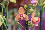 Carica l'immagine nel visualizzatore Galleria, Phalaenopsis Paprika - Peloric 3 lips
