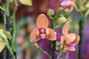 Phalaenopsis Paprika - Peloric 3 lips