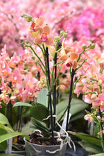 Carica l'immagine nel visualizzatore Galleria, Phalaenopsis Paprika - Peloric 3 lips