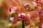 Carica l'immagine nel visualizzatore Galleria, Phalaenopsis Paprika - Peloric 3 lips