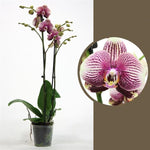Load image into Gallery viewer, Phalaenopsis Phantom