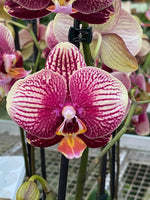 Load image into Gallery viewer, Phalaenopsis Phantom