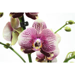 Load image into Gallery viewer, Phalaenopsis Phantom