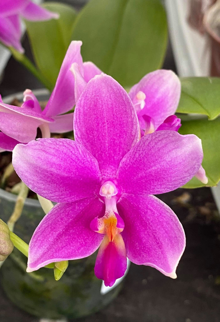 Phalaenopsis Miki Flora